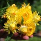 Preview: Strohblume Lemon Yellow (Samen)