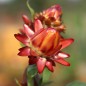 Preview: Strohblume Orange (Samen)