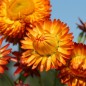 Preview: Strohblume Orange (Samen)