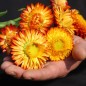 Preview: Strohblume Orange (Samen)