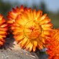 Preview: Strohblume Orange (Samen)