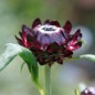 Preview: Strohblume Purple-Red (Samen)
