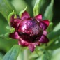 Preview: Strohblume Purple-Red (Samen)