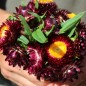 Preview: Strohblume Purple-Red (Samen)