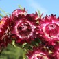 Preview: Strohblume Purple-Red (Samen)