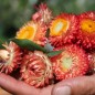 Preview: Strohblume Salmon Shades (Samen)
