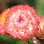 Preview: Strohblume Salmon Shades (Samen)