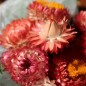 Preview: Strohblume Salmon Shades (Samen)