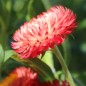 Preview: Strohblume Salmon Shades (Samen)