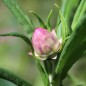Preview: Strohblume Silvery Rose (Samen)