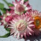 Preview: Strohblume Silvery Rose (Samen)