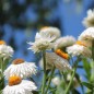 Preview: Strohblume White (Samen)