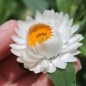 Preview: Strohblume White (Samen)