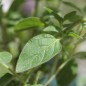 Preview: Syrischer Oregano (Samen)