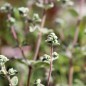 Preview: Syrischer Oregano (Samen)