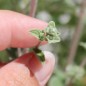 Preview: Syrischer Oregano (Samen)