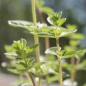 Preview: Syrischer Oregano (Samen)