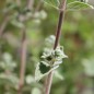 Preview: Syrischer Oregano (Samen)