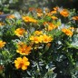 Preview: Tagetes Bambino (Samen)