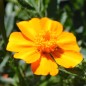 Preview: Tagetes Bambino (Samen)
