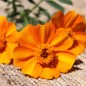 Preview: Tagetes Bambino (Samen)