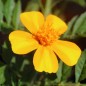 Preview: Tagetes Bambino (Samen)