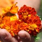 Preview: Tagetes Bolero (Samen)