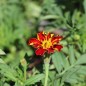 Preview: Tagetes Bolero (Samen)