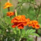 Preview: Tagetes Bolero (Samen)