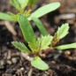 Preview: Tagetes Bolero (Samen)