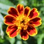 Preview: Tagetes Chameleon (Samen)