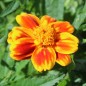 Preview: Tagetes Chameleon (Samen)