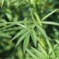 Preview: Neu! Tagetes Fantastic Sulphur Yellow (Samen)