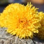 Preview: Neu! Tagetes Fantastic Sulphur Yellow (Samen)