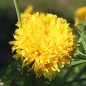 Preview: Neu! Tagetes Fantastic Sulphur Yellow (Samen)