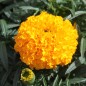 Preview: Tagetes Golden Age (Samen)