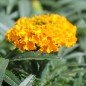 Preview: Tagetes Golden Age (Samen)