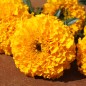 Preview: Tagetes Golden Age (Samen)