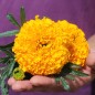 Preview: Tagetes Golden Age (Samen)