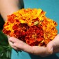 Preview: Tagetes Konstance (Samen)