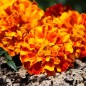 Preview: Tagetes Konstance (Samen)