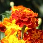 Preview: Tagetes Konstance (Samen)