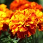 Preview: Tagetes Konstance (Samen)