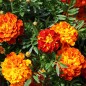 Preview: Tagetes Konstance (Samen)