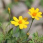 Preview: Neu! Strauchtagetes (Pflanze)