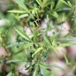Preview: Strauchtagetes (Samen)