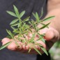 Preview: Strauchtagetes (Samen)