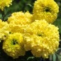 Preview: Tagetes Mary Helen (Samen)