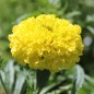 Preview: Tagetes Mary Helen (Samen)