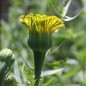 Preview: Tagetes Mary Helen (Samen)